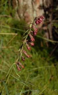 Helleborine epipactis atrorubens